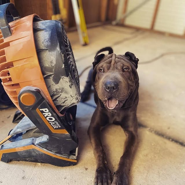 It's always important that the boss is made comfortable on site!
​
​📷 pippip_sharpei
​
​​​​AEG’s Onsite Team is still delivering tools safely to where you’re working, even at a height! Shoot us a DM to get in touch! 📲