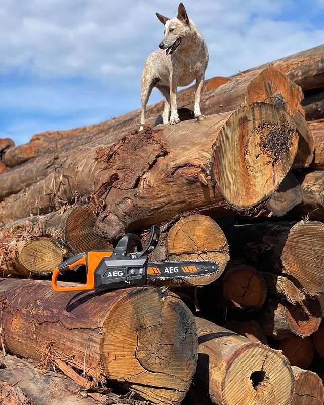 @aussie_hvacr_tech has been putting his 18V 12” Brushless Chainsaw to work out in the timber yard and smashing through it 💪🏼