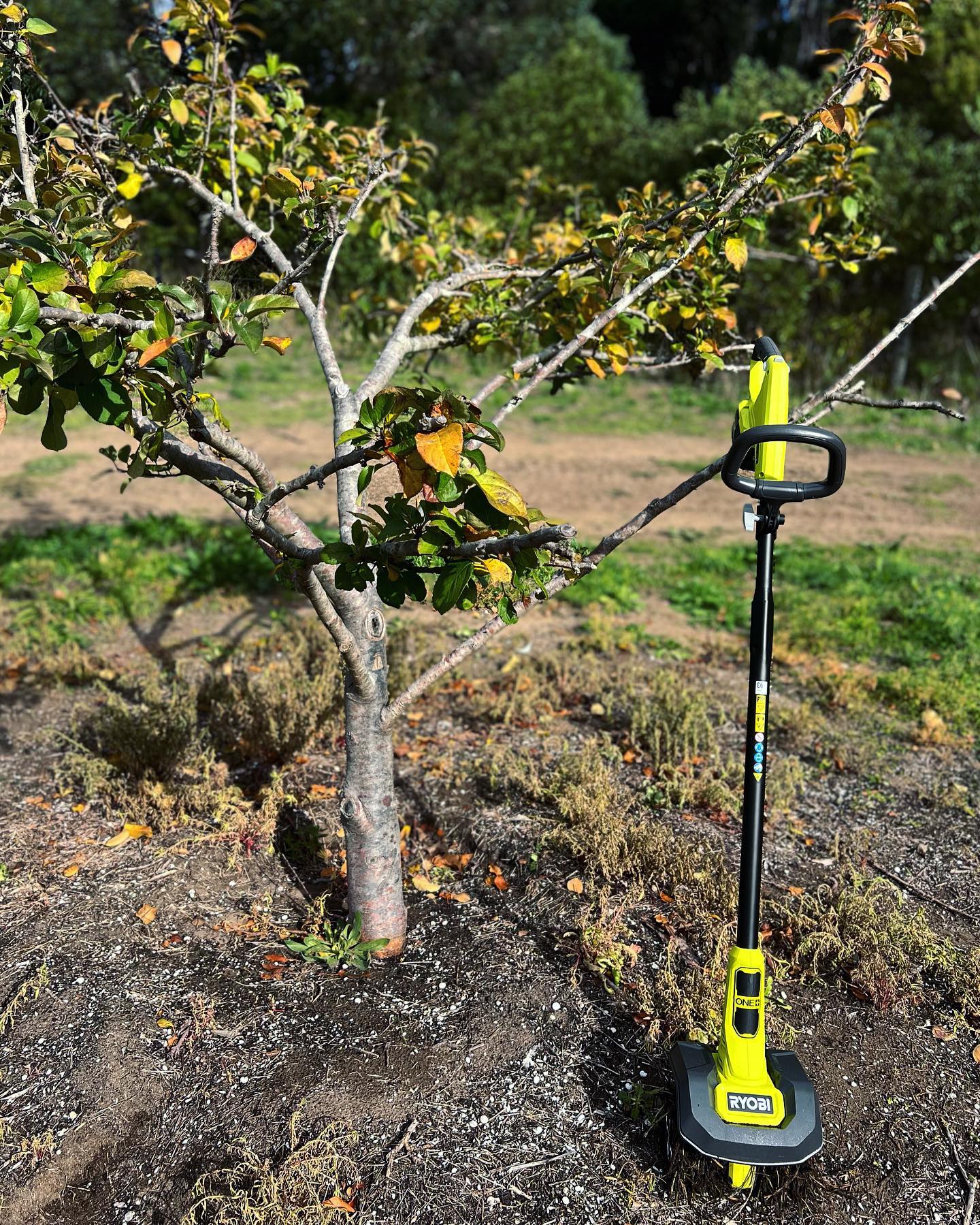 My new best friend in the garden 🍂 before, during and after, bulbs are in around some fruit trees and was super easy with this nifty little ryobiau cultivator 🍂