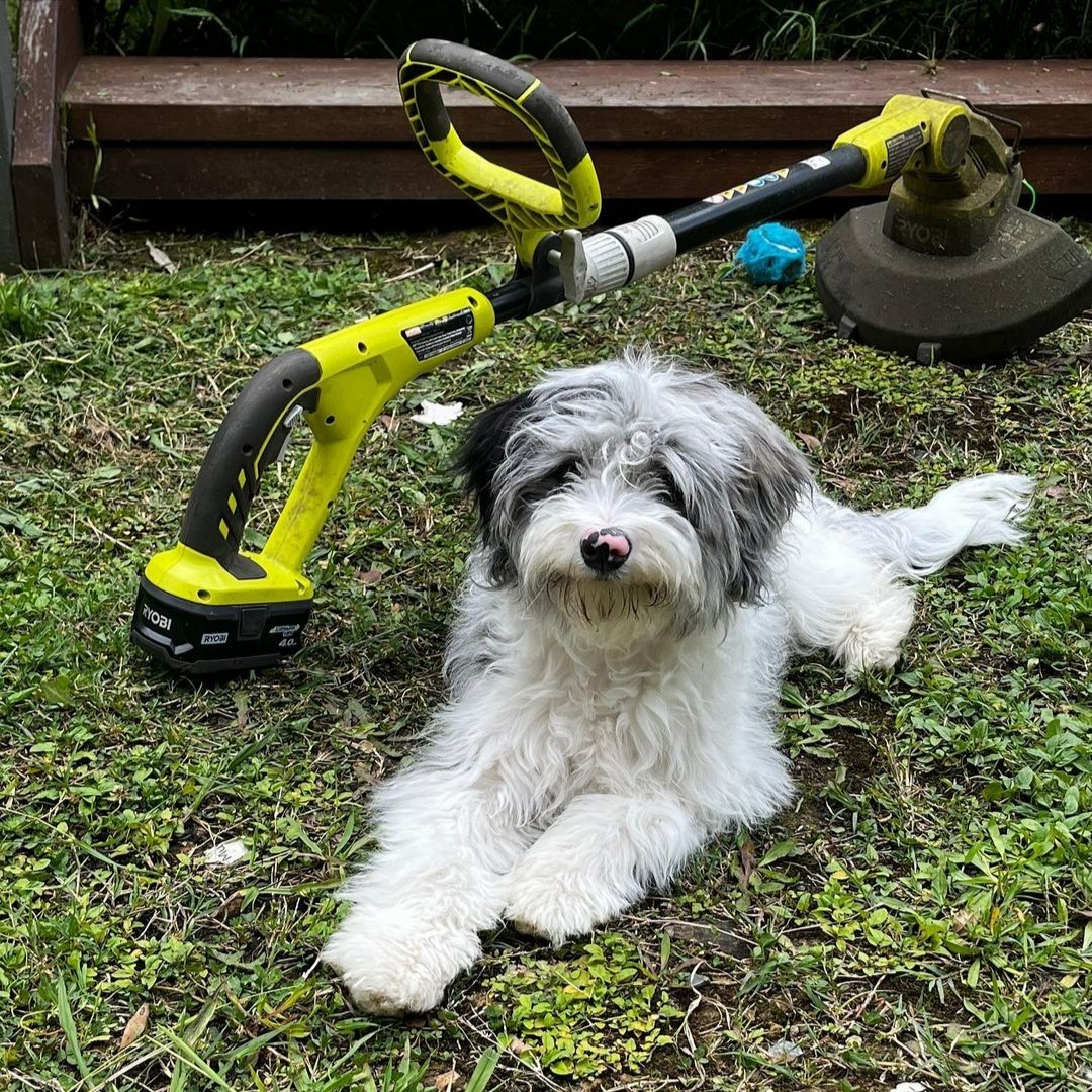We can't get enough of our 4 legged RYOBI fans!
Don't forget to tag #RYOBImade & @ryobiau in your posts for a chance to be featured.
📸 @kw.homebuild, @ned_kelly_acd and @sadie_the_bordoodle

#RYOBIau #batterypowered #RYOBIpowertools #Furbaby #Tools #RYOBIfan