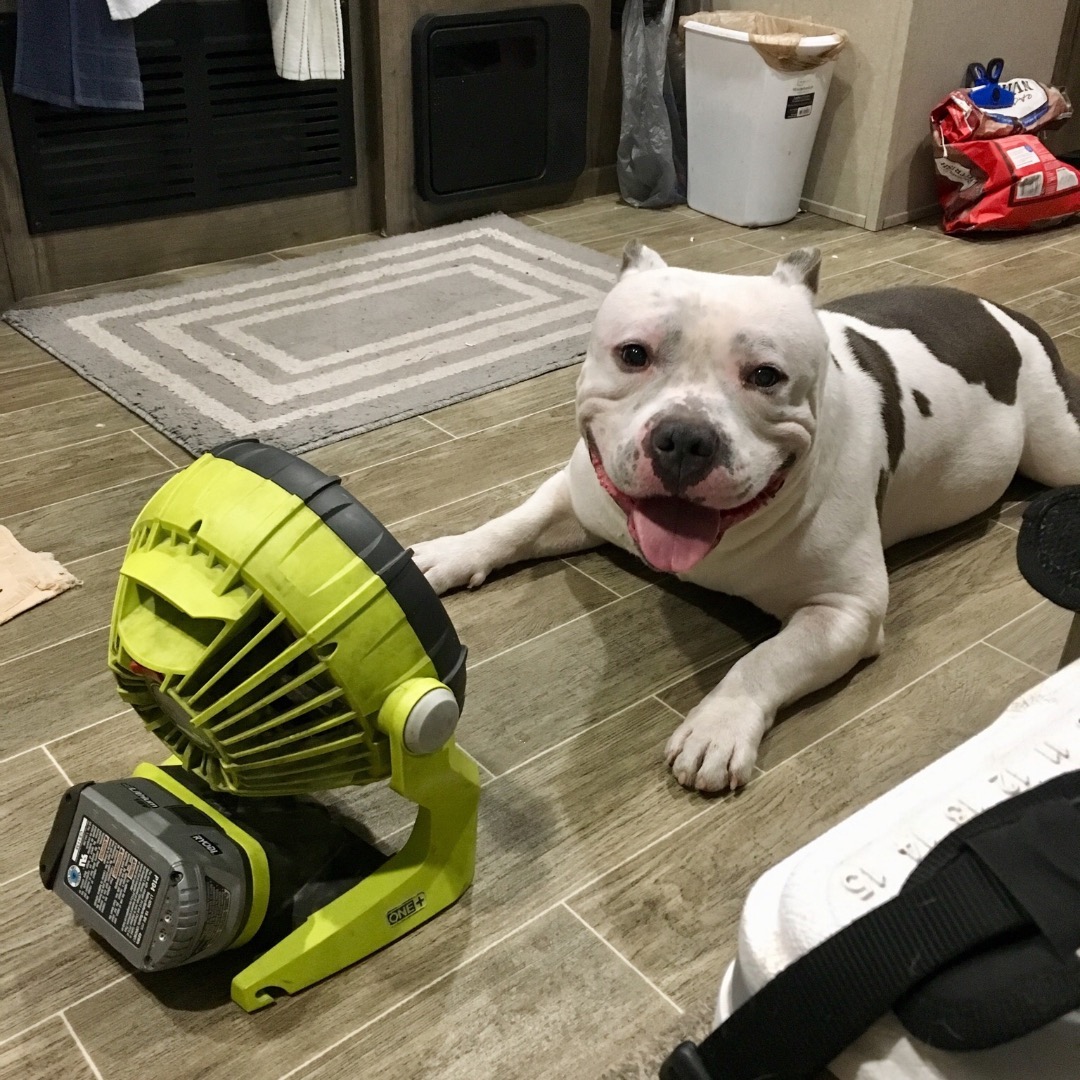 Porkchop’s new best thing... flopping out in front of the fan after his walks. 
.
We learn something new from this foster pit almost everyday. And he gets a little more lovey as the days go bye. 
.
.
#fosterdog #pitbull #ryobipowertools