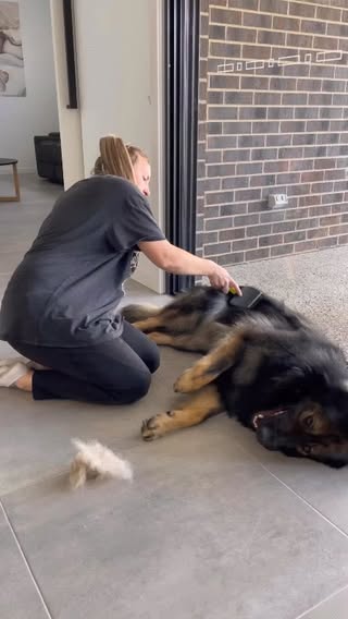 Follow us gearma_5

Credit absolute_kaos1

#gsd #germanshepherd #gsdofinstagram #gsdlove #gsdpuppy #germanshepherdsofinstagram #germanshepherddog #gsdstagram #dogoftheday 

#doghair #germanshepherd #ryobiaustralia #ryobi #vacuum #hair #brush #dogbrush #ad