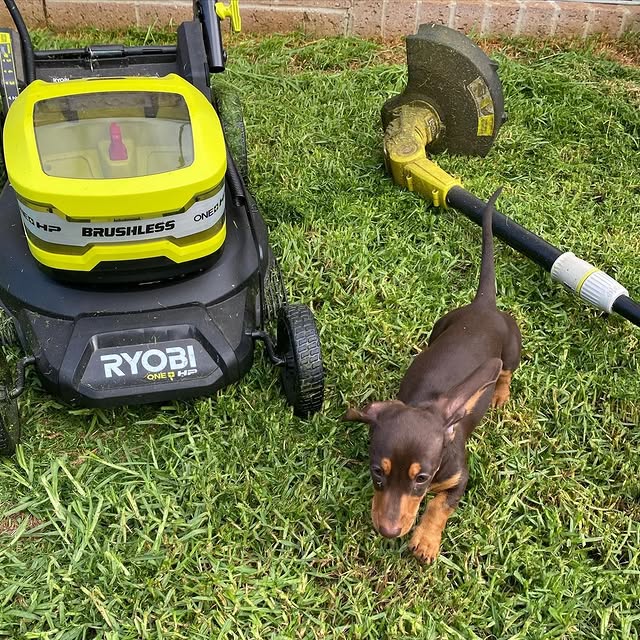 A moment of appreciation for our furry RYOBI DIY Project Companions!

Show us how you use RYOBI by tagging @ryobiau for a chance to be featured.

#RYOBIfans #RYOBIau #RYOBIcommunity #pets