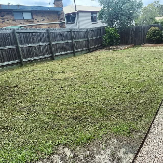 Keep your lawn looking lush and healthy! Scarifying rejuvenates your lawn by removing thatch and moss, it allows water, nutrients, and air to penetrate the soil, promoting stronger grass growth.

Check out these shots of @mattgibsondrums recent scarifying project to see the amazing results.

Don’t forget to tag us in your RYOBI projects for a chance to be featured! 📸

#RYOBIau #batterypowered #RYOBIscarifier #gardening #lawn #scarifier #lawncare #powertools #gardentools