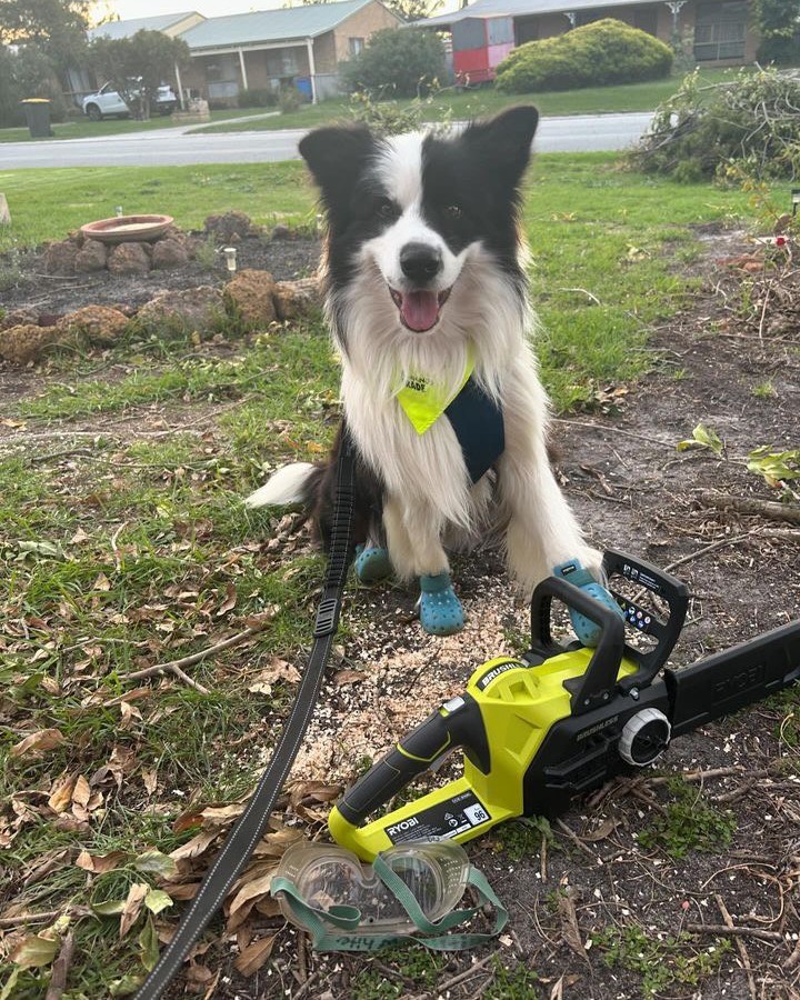 Happy International Dog Day 🐾

Today we celebrate our DIY project supervisors, garden helpers, and loyal companions just like @cosmo_border_collie

Don't forget to tag @ryobiau & #RYOBImade so we can see how our products help you.

#RYOBIau #batterypowered #RYOBIpowertools #internationaldogday