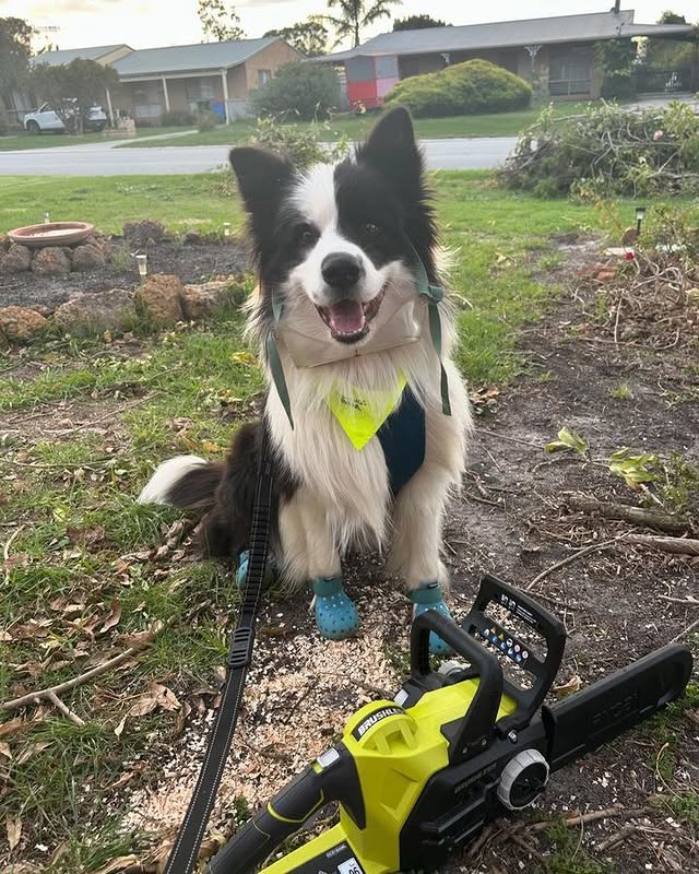 Happy International Dog Day 🐾

Today we celebrate our DIY project supervisors, garden helpers, and loyal companions just like cosmo_border_collie

Don't forget to tag ryobiau & #RYOBImade so we can see how our products help you.

#RYOBIau #batterypowered #RYOBIpowertools #internationaldogday