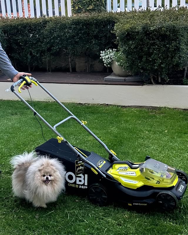 Helping dad with mowing the lawn with the new ryobi. Go electric! 🐻 #bunnyandbear #qualitycontrol #inthegarden #cute #pomeranian #pomstagram #instapom #ilovemydog #ilovemypom #gardeningwithdogs #pomsofinstagram #perthpooches #pomsofinstagram #dogsofinstagra #weeklyfluff #smileydog #dogoftheday #pomoftheday #pet #petgrass #ryobi #ryobipowertools #lawn #lawnmaintenance #lawnmaintenance #bunningswarehouse