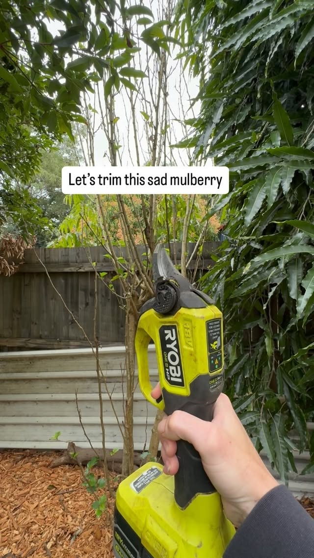My favourite fruit yet least loved tree in our yard 😅
ryobiau 

🪚🪚🪚

#fruitgrower #fruit #mulberry #berries #tropicalgarden #tropicalfruit #tropics #gardeningaustralia #gardening #gardener #mulberries #growyourown #veggiegarden #fruitgarden #gardens #ryobi #ryobitools #powertools #gardentools #tools